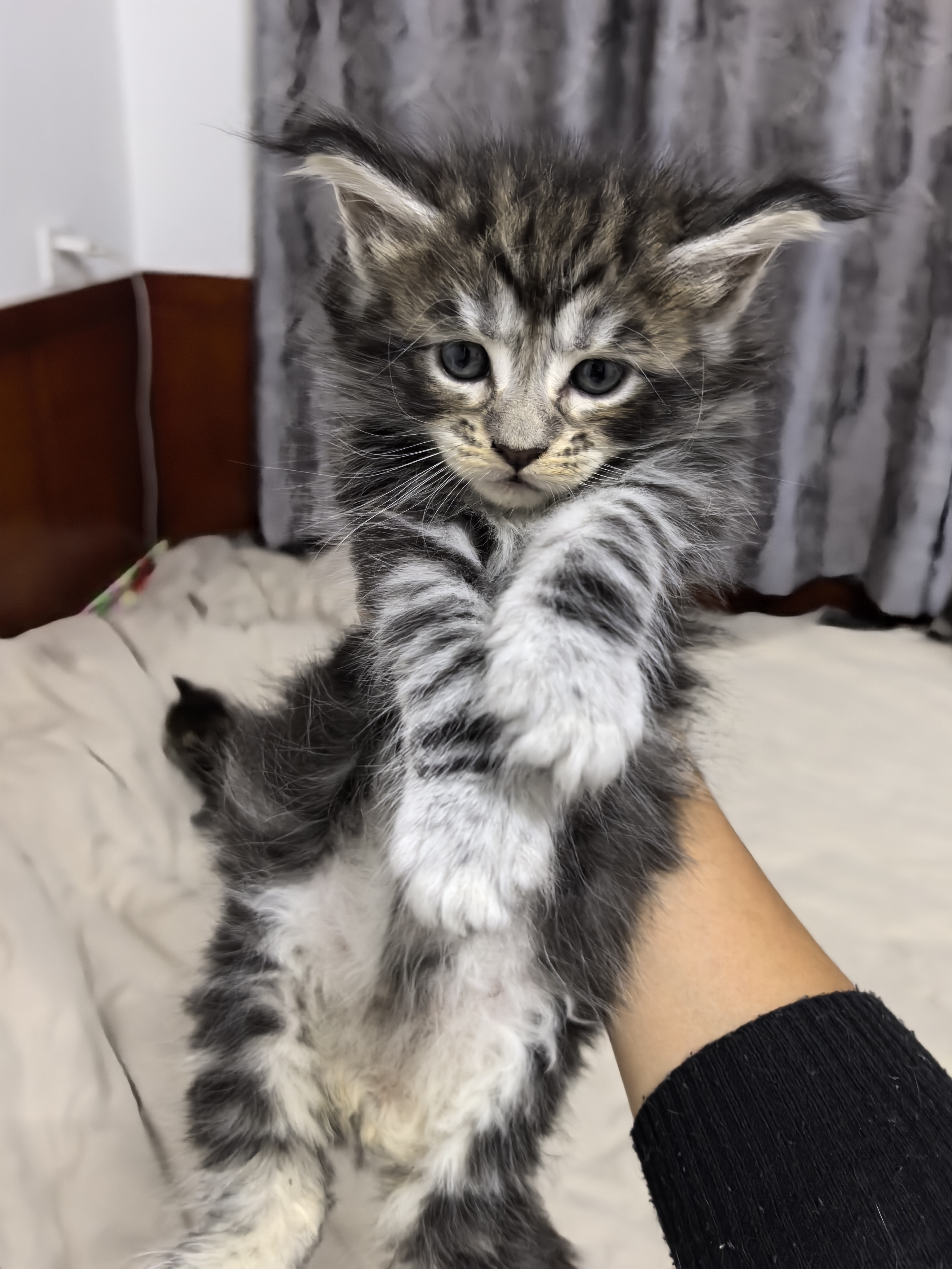 缅因猫